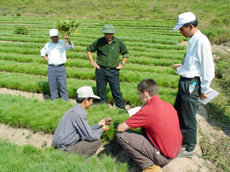 Các cán bộ kỹ thuật Dự án trồng rừng Việt - Đức hướng dẫn các hộ dân chăm sóc cây thông giống.