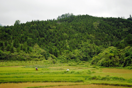 Những cánh rừng keo, thông do đội Lương Mông trồng, giờ đã lên xanh tốt.