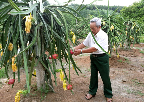 Cựu TNXP Lương Quang Nghênh, phường Quang Trung, TP Uông Bí đang chăm sóc vườn Thanh Long ruột đỏ của gia đình.