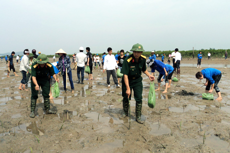 Đoàn TN huyện Đầm Hà tham gia trồng rừng ngập mặn góp phần phòng chống thiên tai.