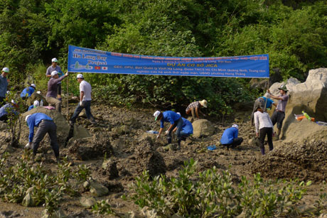 Các tình nguyện viên tham gia trồng rừng ngập mặn.
