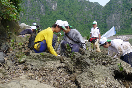 Tình nguyện viên Nhật Bản tham gia trồng rừng ngập mặn.