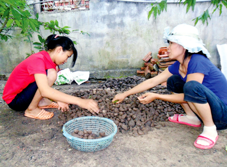 Số vạng bắt được trong một ngày của mẹ con chị Khúc Thị Huyền, thôn Trung, xã Đồng Rui (Tiên Yên).