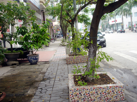 Thiếu quy hoạch đồng bộ nên người dân tự ý trồng, tạo dáng cho cây không thống nhất. (ảnh chụp trên đường 25-4).