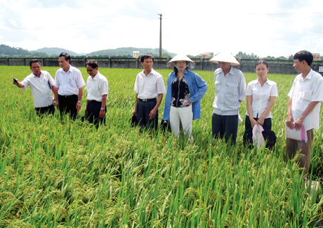 Giám đốc Nguyễn Ngọc Tiến (ngoài cùng, bên trái) giới thiệu về giống lúa mới cho cán bộ nông nghiệp của tỉnh, huyện. Ảnh: Tư Liệu