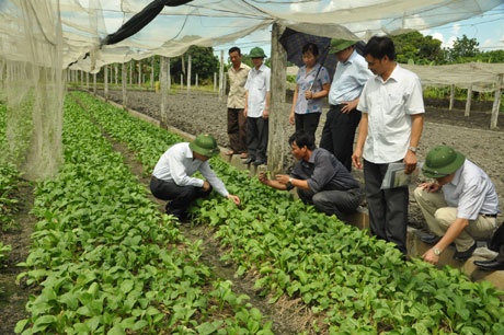 Phó Chủ tịch UBND tỉnh Đặng Huy Hậu kiểm tra mô hình trồng rau an toàn tại Hà Phong.