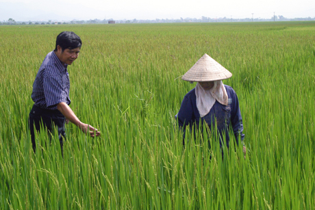 Cán bộ HTX Nguyễn Huệ (Đông Triều) thăm đồng cùng bà con nông dân.