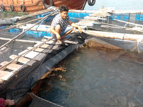 Lồng nuôi cá chim vây vàng bằng thức ăn công nghiệp tại Vân Đồn.
