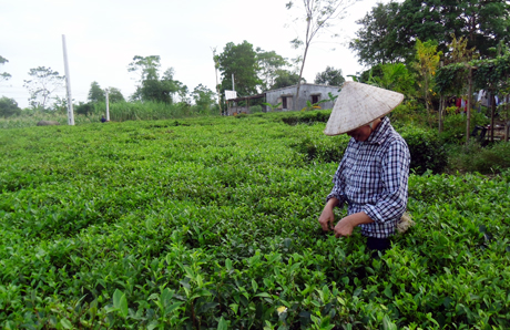 Nhiều diện tích chè trên địa bàn xã Quảng Thịnh (Hải Hà) được chuyển đổi giống mới có năng suất cao.