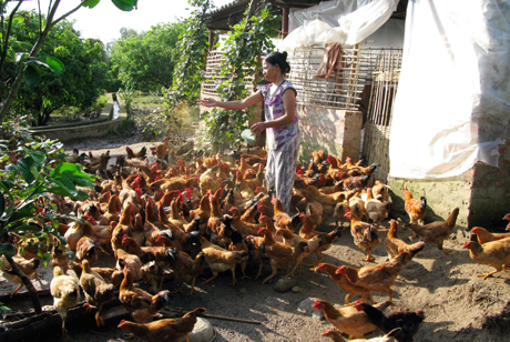 Mô hình nuôi gà của gia đình ông Chíu Phổ Sáng, thôn Màu Lẻng, xã Quảng Lâm, Đầm Hà. Ảnh: HOÀNG QUÝ