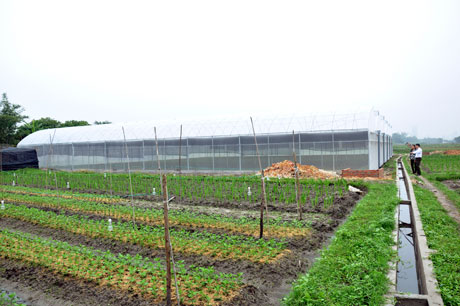 Mô hình trồng rau sạch tại huyện Hoành Bồ mang lại hiệu quả kinh tế cao.