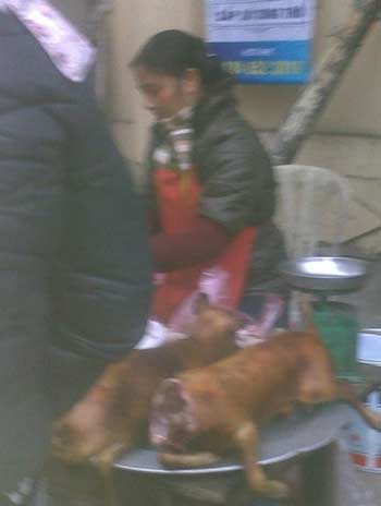 Thịt chó - Món khoái khẩu của nhiều người trong tiết trời lạnh