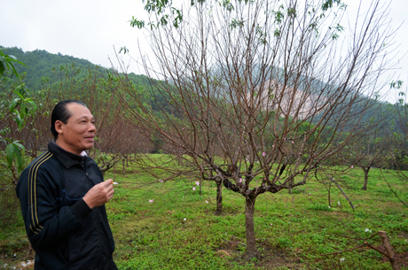 Nhờ áp dụng kỹ thuật tốt, dự kiến vườn đào của gia đình ông Hoàng Văn Thành, thôn 5, xã Hạ Long, Vân Đồn năm nay có thể cho thu nhập trên 200 triệu đồng.