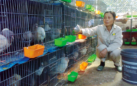 Mô hình nuôi chim bồ câu Pháp của hộ xã viên HTX Nông trang Quảng La (Hoành Bồ).