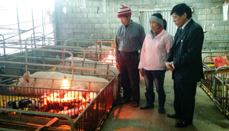 Vợ chồng chị Mạc Thị Lẻn, thôn Trung Lương, xã Tràng Lương thắp đèn ủ ấm cho đàn lợn con trong những ngày rét đậm kéo dài.