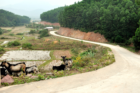 Đường giao thông thôn Thanh Hải, xã Hải Lạng dài gần 2km được bê tông hoá nhờ các phong trào huy động sức dân.