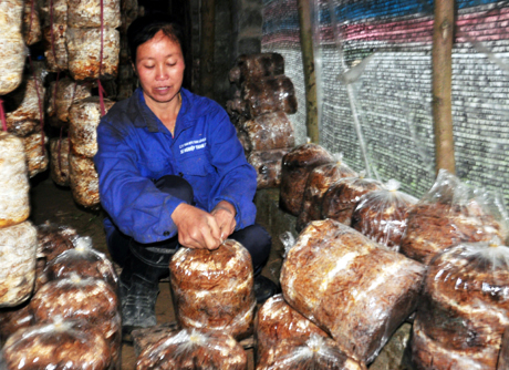 Khởi nghiệp nông nghiệp Người dân ở Yên Bái làm giàu từ trồng nấm rơmkhoi  nghiep nong nghiep nguoi dan o yen bai lam giau tu trong nam rom