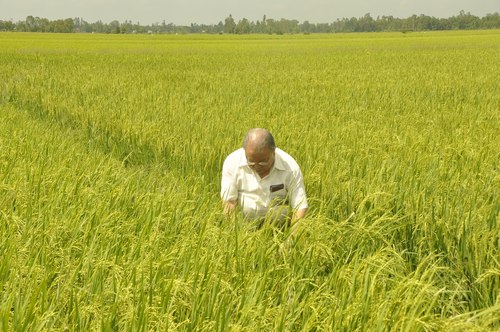 Giáo sư Võ Tòng Xuân đang làm việc trên cánh đồng lúa sạch. Ảnh do tác giả gửi.