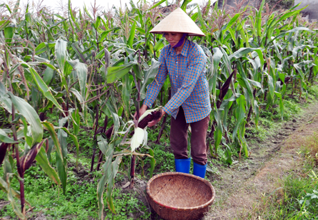 Bà Nguyễn Thị Hoạt (thôn Bình Sơn Đông, xã Bình Dương, huyện Đông Triều) thu hoạch ngô nếp tím.