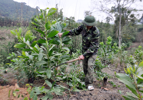 Ông Hoàng Văn Định (thôn Đồng Thầm - xã Thanh Lâm - huyện Ba Chẽ) đang tỉa cành giúp cây keo dễ phát triển.