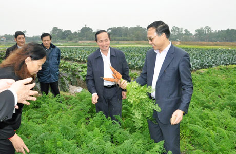 Phó Chủ tịch UBND tỉnh Đặng Huy Hậu (ngoài cùng bên phải) thăm vùng chuyên canh rau an toàn trong vùng dự án của Công ty Việt Long tại phường Cộng Hòa, TX Quảng Yên.