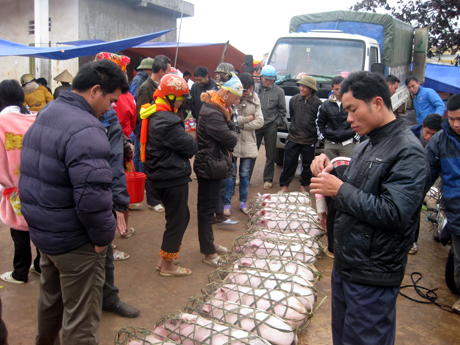 Khu vực bán lợn giống thu hút đông người dân tham gia.