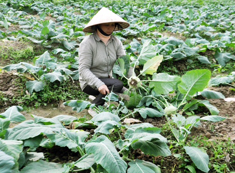 Chị Phạm Thị Nhung (thôn Bình Sơn Đông, xã Bình Dương, huyện Đông Triều) đang thu hoạch su hào để bán cho Hợp tác xã dịch vụ nông nghiệp Hoa Phong.