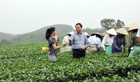 Đồng chí Đặng Huy Hậu thăm khu vực trồng chè ngọc Thúy của Doanh nghiệp Thuấn Quỳnh, xã Đường Hoa (Hải Hà).