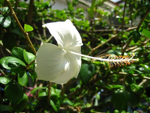 Hoa dâm bụt trắng có thể trị bệnh viêm loét dạ dày hiệu quả.