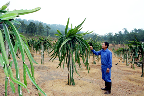 Mô hình kinh tế trang trại kết hợp trồng trọt, chăn nuôi của gia đình ông Ngô Văn Tích, xã Phương Đông (TP Uông Bí). Ảnh: Hữu Việt