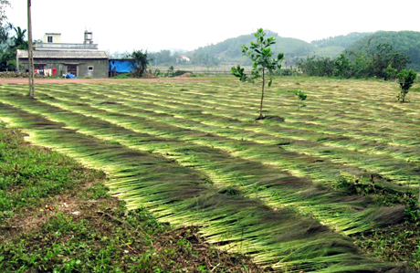 Ông Hoàng Minh Bằng thu mua bông chít rồi mang phơi khô để bán cất cho các cơ sở làm chổi.