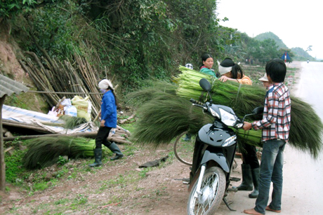 Bông chít được người dân mang từ rừng xuống để vận chuyển về nhà.