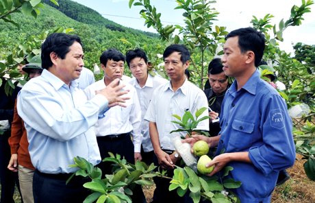 Đồng chí Phạm Minh Chính, Ủy viên T.Ư Đảng, Bí thư Tỉnh ủy, thăm mô hình trồng ổi Đài Loan của một hôi viên nông dân xã Dân Chủ (Hoành Bồ). Ảnh: NGỌC HÀ