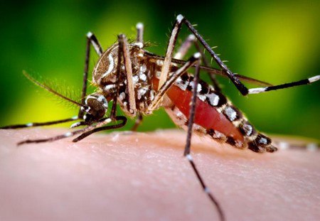 Muỗi vằn Aedes aegypti là véctơ chủ yếu truyềnvirus Dengue gây bệnh sốt xuất huyết. 