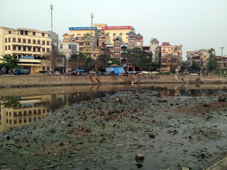 Bãi sú, vẹt chết khô vì nước hồ ô nhiễm.