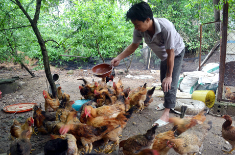 Từ sự hỗ trợ của Uỷ ban MTTQ huyện, chính quyền xã mà gia đình anh Đặng Văn Vân, thôn 5, xã Hạ Long, Vân Đồn đã có thu nhập ổn định từ nuôi gà.