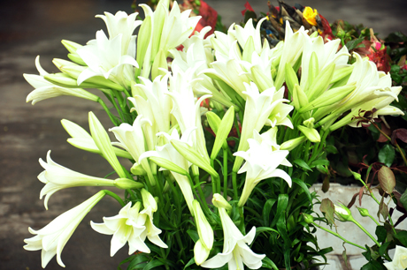 Hoa loa kèn thường nở vào tháng 4, hoa có màu trắng tinh khôi.
