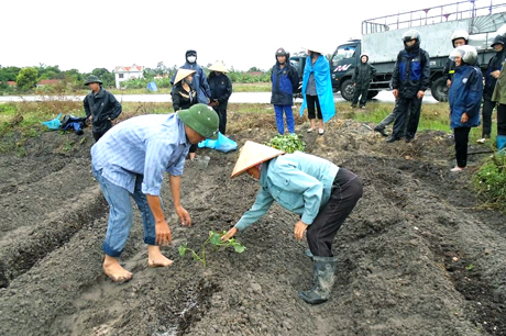 Cán bộ Trung tâm Dạy nghề Hội LHPN tỉnh hướng dẫn phụ nữ xã Lê Lợi (Hoành Bồ) thực hiện mô hình trồng khoai lang Nhật.