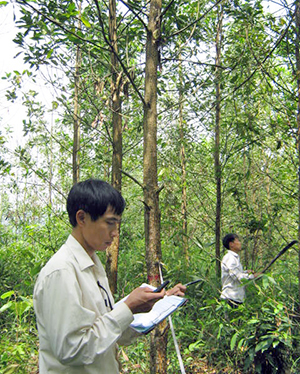 Cán bộ Công ty CP Xây dựng thương mại TKL kiểm tra rừng trồng của đơn vị.