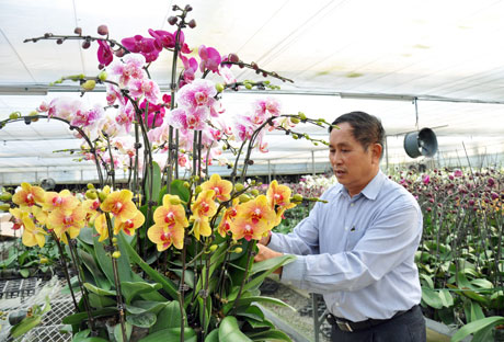 Tiến sĩ Lê Văn Toán đã thành công với phương pháp trồng lan hồ điệp mới.