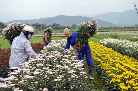 Thu hoạch hoa cúc tại vườn hoa gia đình anh Nguyễn Văn Đương, thôn Quảng Mản, xã Bình Khê, huyện Đông Triều.