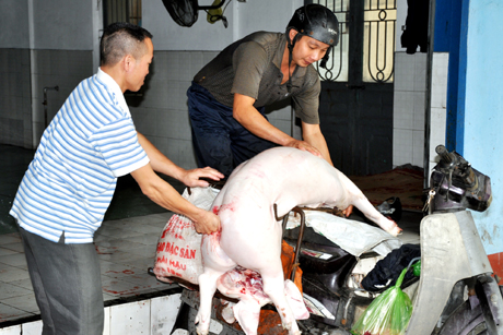 Sau giết mổ lợn được vận chuyển bằng các phương tiện không được đóng kín, luôn thường trực nguy cơ mất an toàn vệ sinh thực phẩm, gây mất mỹ quan.
