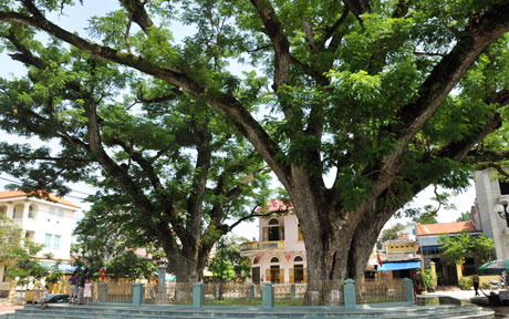 Cọc Bạch Đằng trưng bày tại Bảo tàng Bạch Đằng (Quảng Yên).