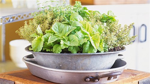 Khu vườn gồm các loại rau cỏ