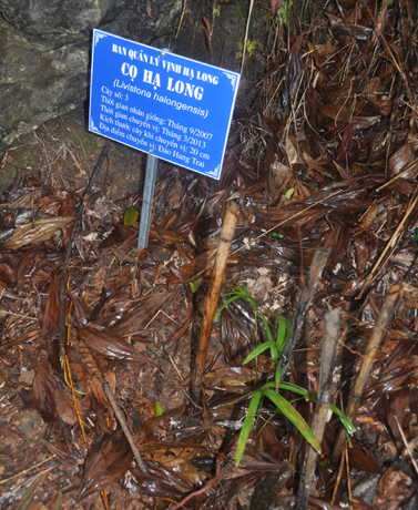 Để bảo tồn, tôn tạo các giá trị của đảo Ti Tốp, tháng 3 vừa qua, Ban Quản lý Vịnh Hạ Long đã cho trồng trên đảo những cây cọ Hạ Long - một trong các loài thực vật đặc hữu của Hạ Long.