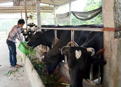 Mô hình nuôi bò sữa của anh Nguyễn Đức Toàn, Bí thư Chi đoàn thôn Quảng Mản, xã Bình Khê (Đông Triều) mang lại hiệu quả kinh tế cao.