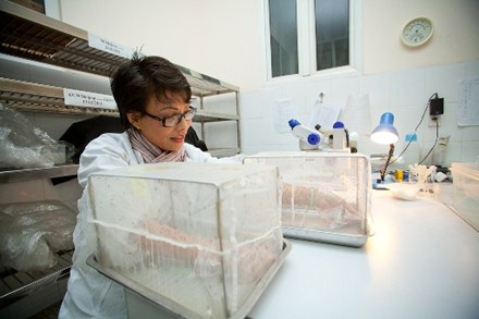 Chuyên gia côn trùng học Nguyễn Thị Yên với một phần công việc của nhà khoa học, bà thường xuyên trực tiếp cho muỗi ăn thế này. (Ảnh do Viện Vệ sinh dịch tễ Trung ương cung cấp)