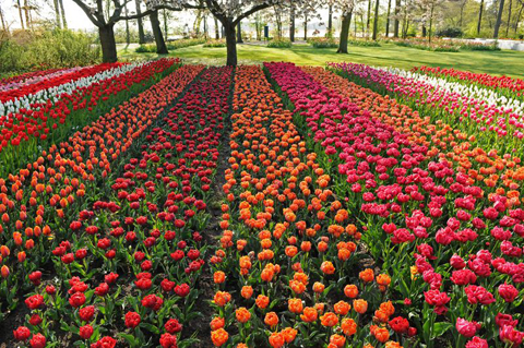 7 triệu bông hoa tulip, thủy tiên, hoa lục bình dệt nên một bức tranh rực rỡ cho khu vườn Keukenhof, Hà Lan.