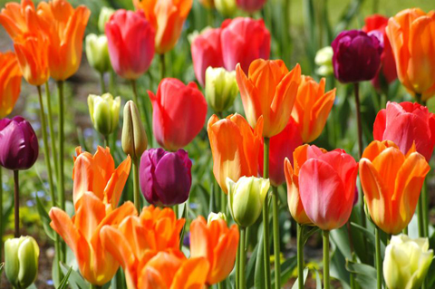 Hà Lan nổi tiếng với cối xay gió, hoa tulip và là nước xuất khẩu hoa nhiều nhất trên thế giới.