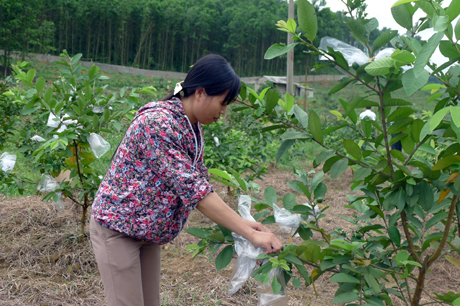Mô hình trồng ổi Đài Loan ở xã Dân Chủ (Hoành Bồ).